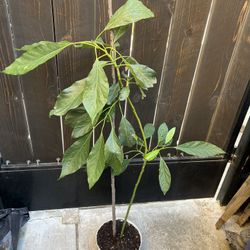 Avocado tree