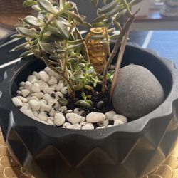 Succulents Planter 