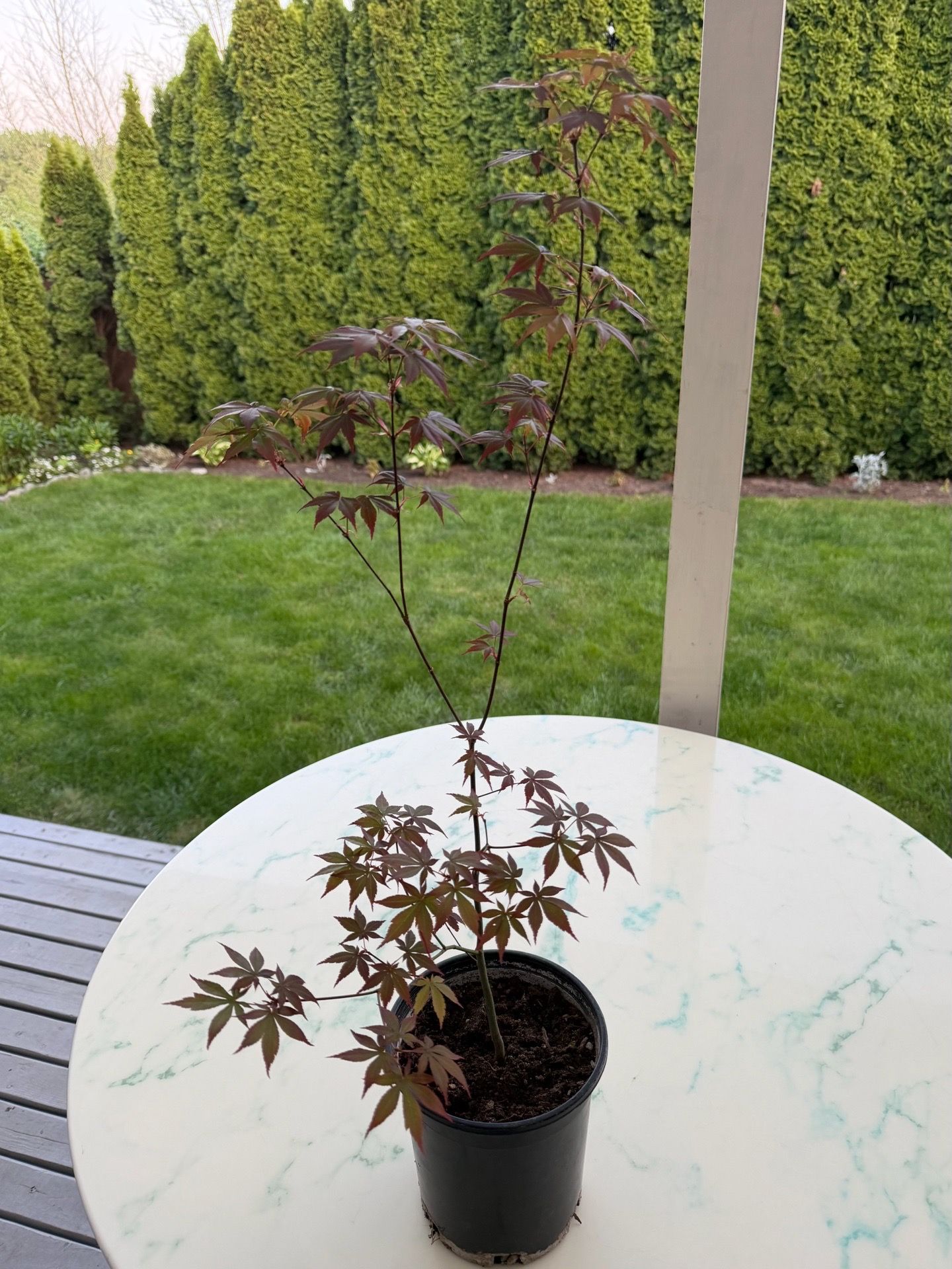Bloodgood Japanese Maple ‘Acer Palmatum’ (Outdoor Plant)