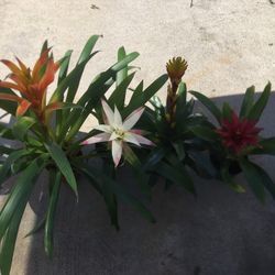 Bromeliad Flowers