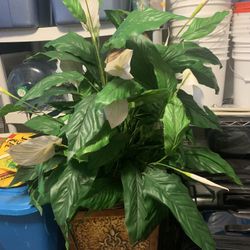 Artificial Lilly Plant 