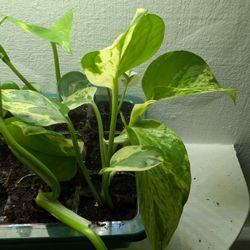 Pothos Rooted Cuttings