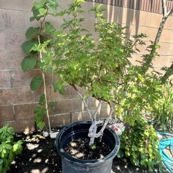 Big Citronella Plant 🪴 (Misquote Plant)
