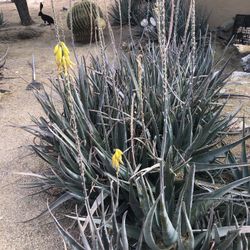 Free Aloe Plants 
