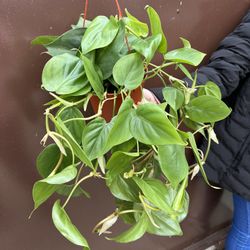 6” heart leaf philodendron