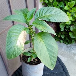 trompeta de ángel rosa