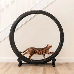 “One Fast Cat” cat wheel 