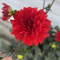 Blooming Big Flowers Dahlia plant, In 5 Gallons Pot Pick Up Only