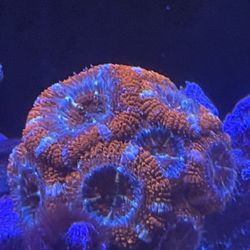 Toy Coral/ Toy Frag