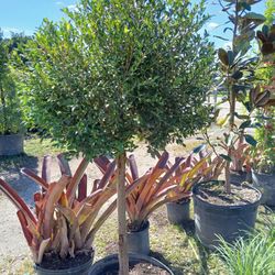 Eugenia Topiary Tree On Sale $110