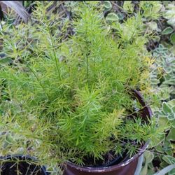 Asparagus Fern Houseplant Landscape Plant