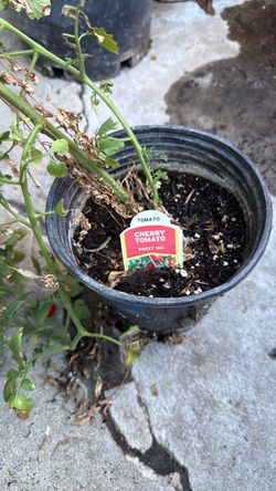 Free cherry tomato plant