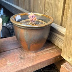 Cactus Plant And Pot.