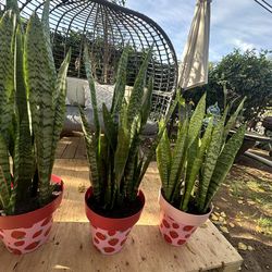 Live Snake plant
