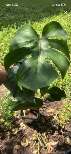 Monstera deliciosa house plant