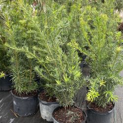 🌱 Podocarpus - 7gl