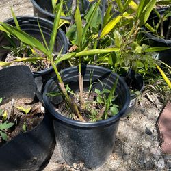 Greater Galangal Plant