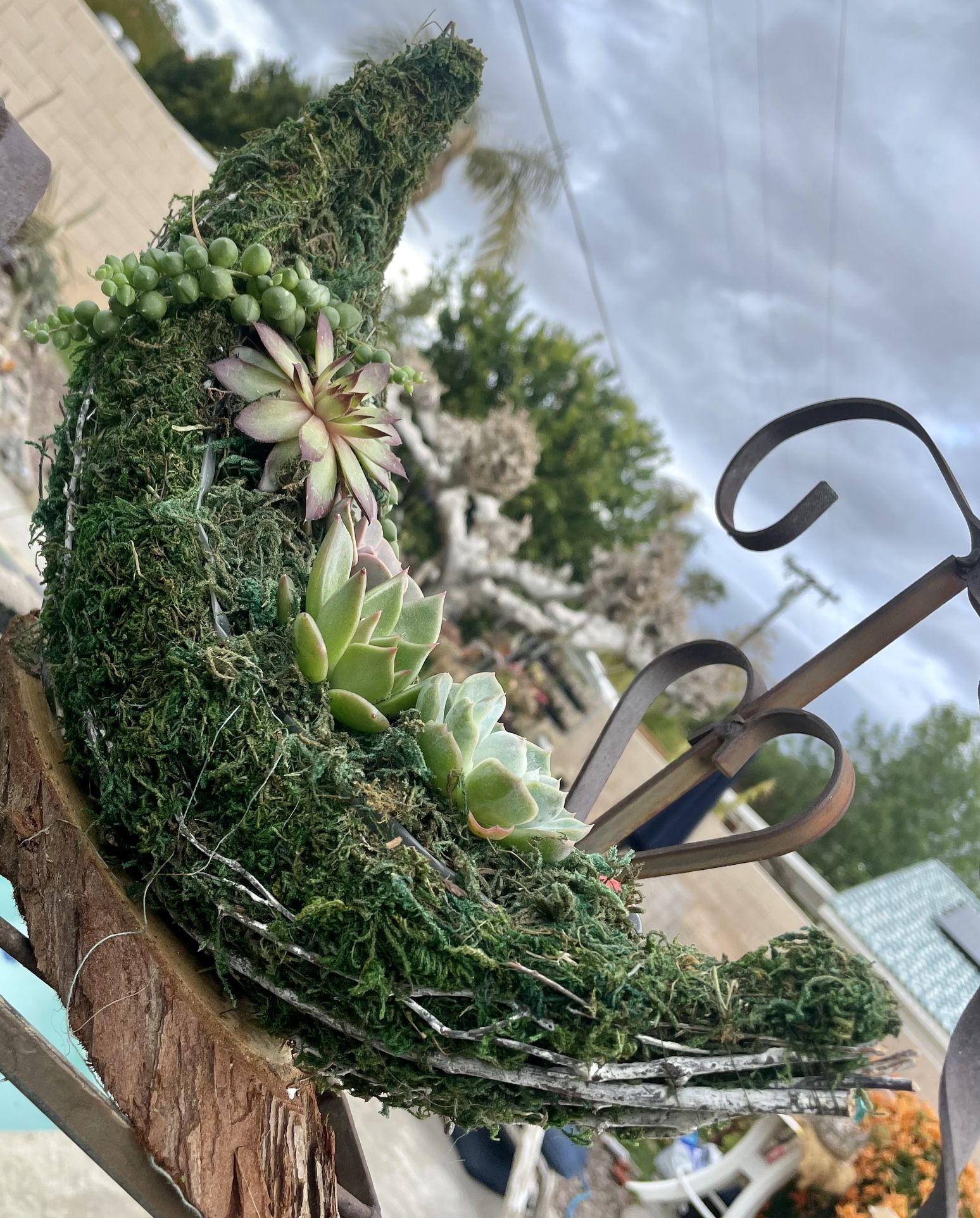 Crescent 🌙 Moon Live Succulent Planter!