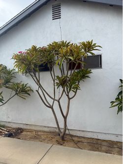 Plumeria trees