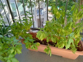 Heat resistant and sun loving Thai basil