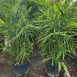 Bamboo Palms Exotic Palms Starting At $40 All Type Of Decorarion Plants And Privacy Plants Available 