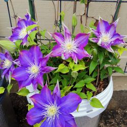 Clematis H F Young