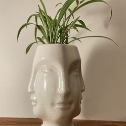 Spider Plant And Multi Face Porcelain Pot