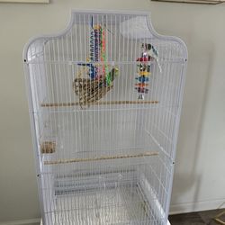 Parakeets and cage