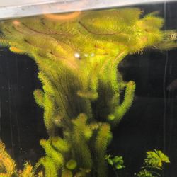 Rotala Whiliichi 