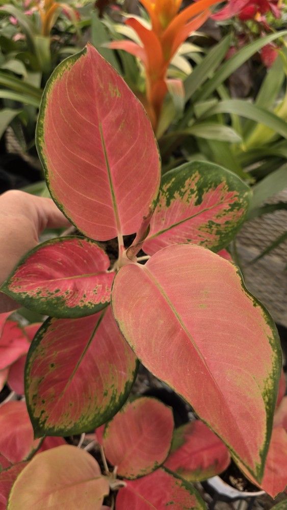 Super Pink Aglaonema
