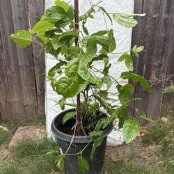Passion Fruit Plant 