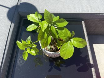 Organic Lime Plant With Pot