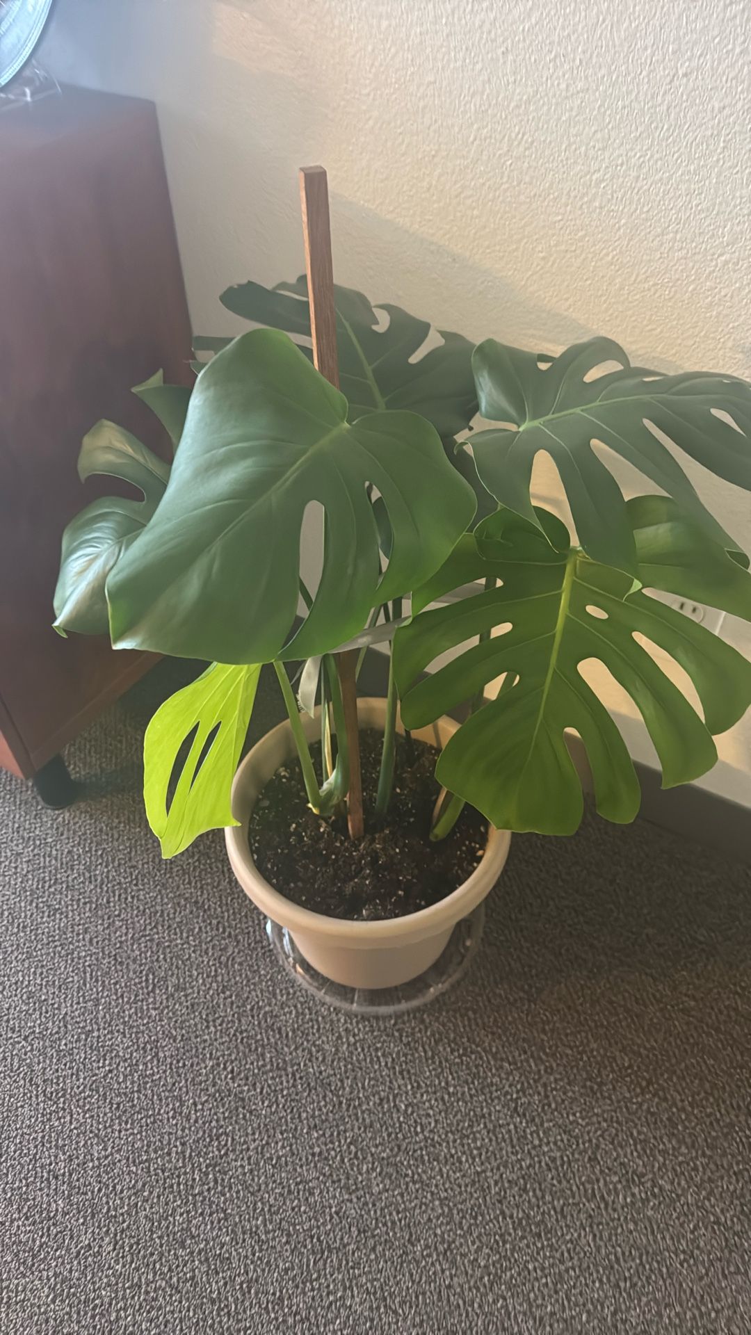 Plant a Monstera deliciosa