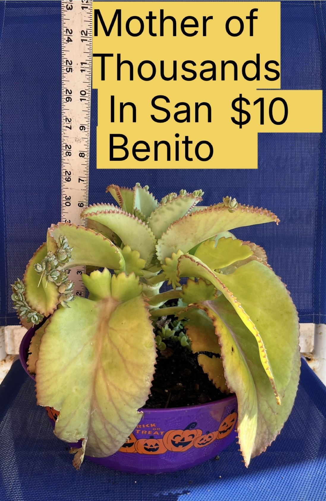 Plant For Sale Mother Of Thousands 