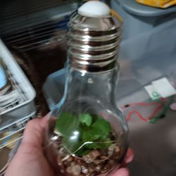 Terrarium Light Bulb