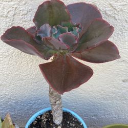 Beautiful Succulent 13” Tall With The Pot Wide 4”
