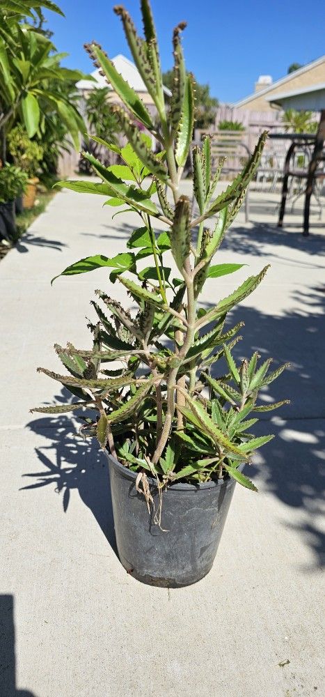 Planta De Kalanchoe