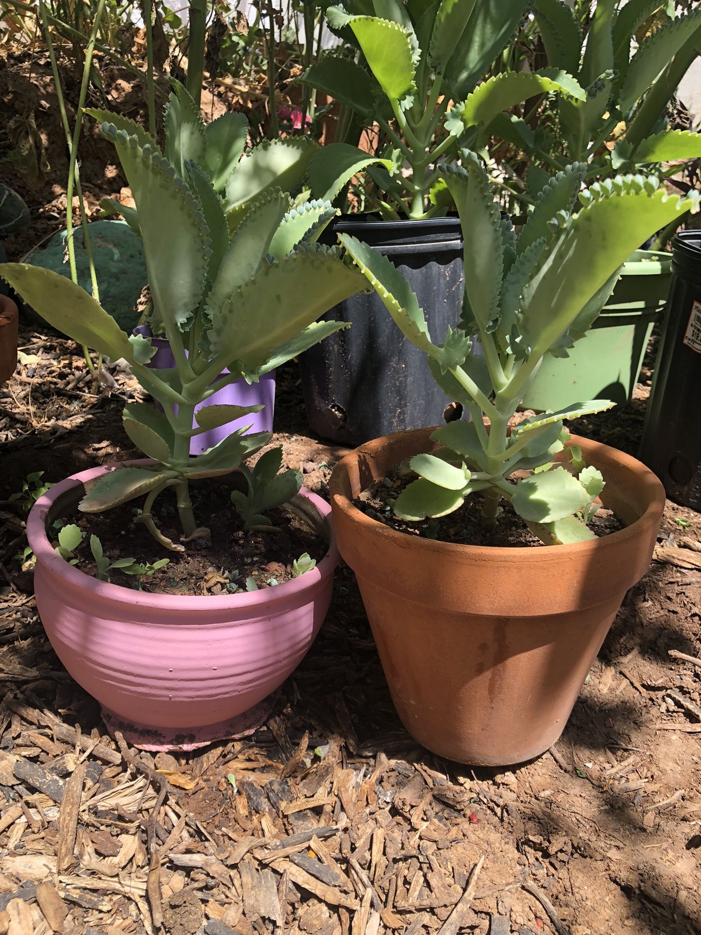 Kalanchoe Mother of Thousands Plant