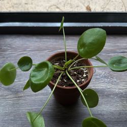 Chinese Money Plant (Pilea peperomioides) 