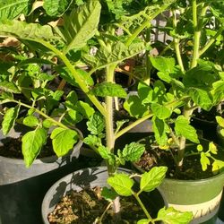Buy 2, Get 1 Free! Tomatoes 