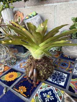 Bromeliad Kokedama And Others
