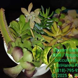 Succulents, All types.