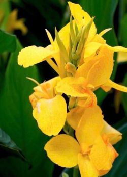 Canna Lilies Platanillo