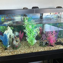 Fish Tank And Filter