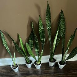 Sansevieria Snake Plants ( Read Description Below)