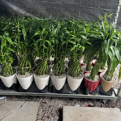 Lucky Bamboo In Ceramic Pot. SPECIAL PRICE 🤩