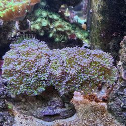 Hammer Bicolor Fake Coral.