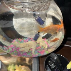 Gold Fish