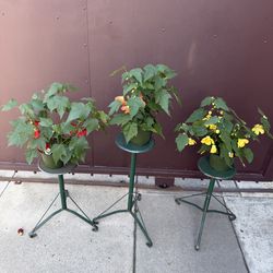 6” Chinese lantern plants different color  ( price is for each )