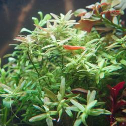 Aquarium Plants For Your Fish tank And Shrimp Tank